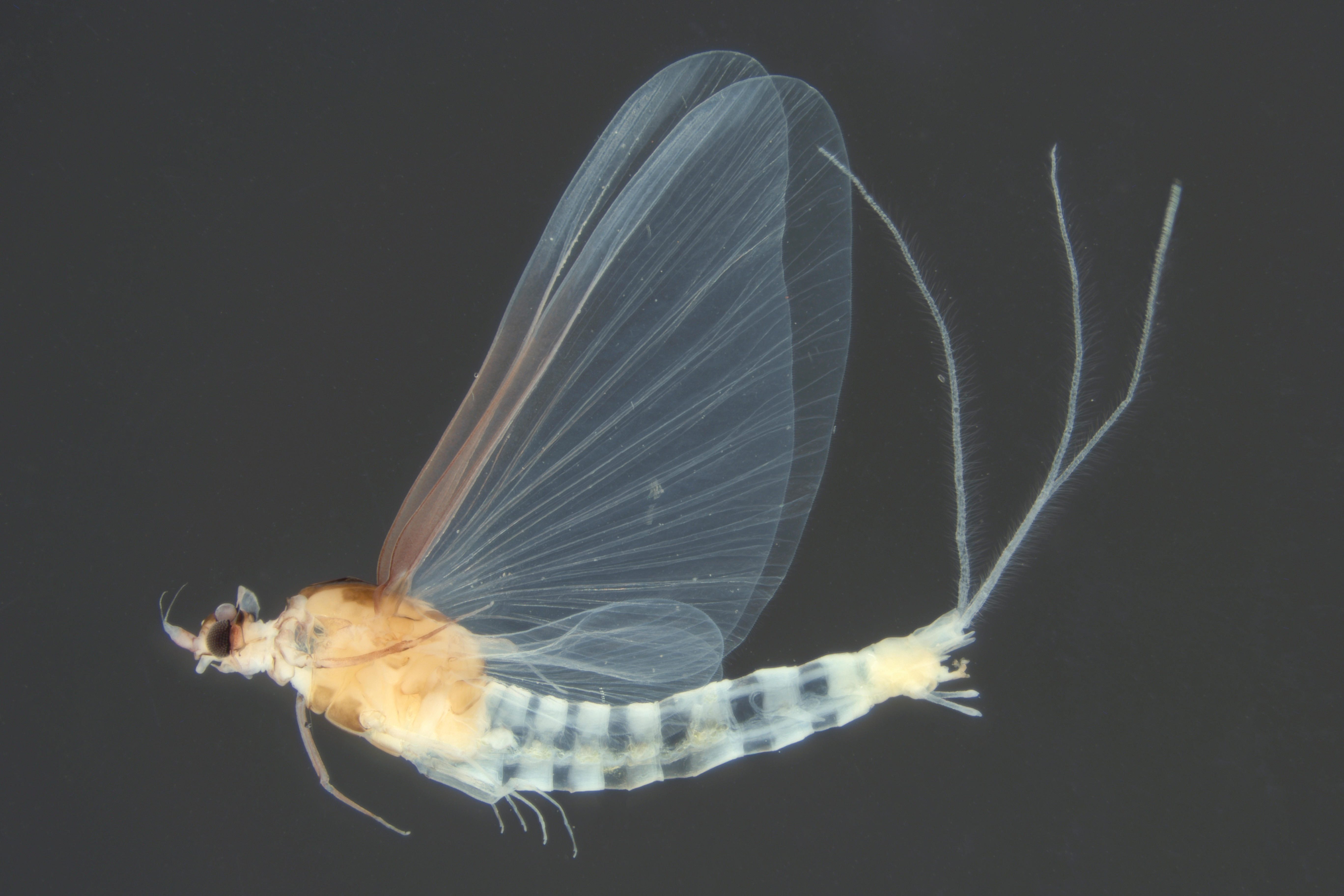 Male imago of Prosopistoma pennigerum